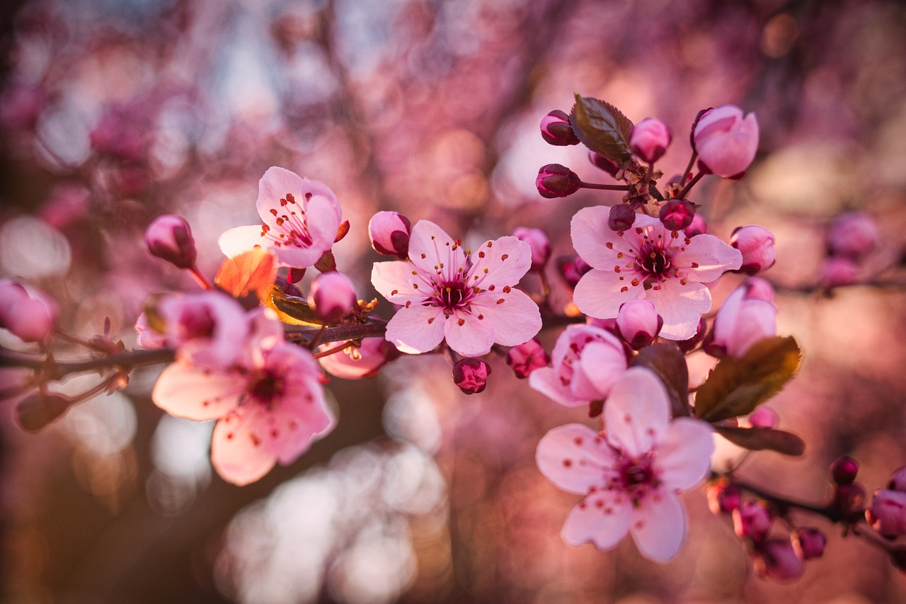 Blood Plum Pink Flowers Bloom - rainhard2 / Pixabay