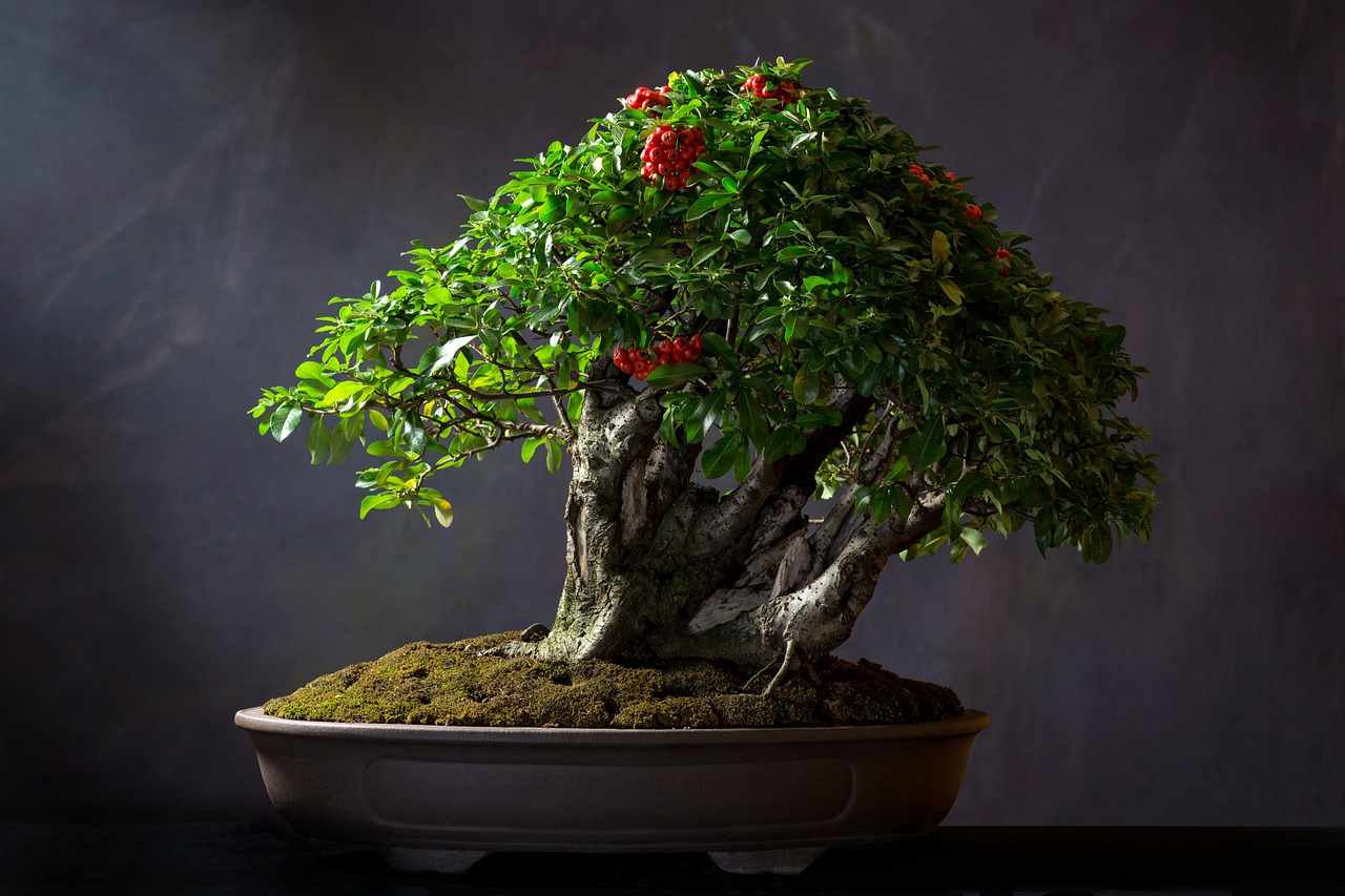 Bonsai Plant Pot Tree Leaves  - 20706085 / Pixabay