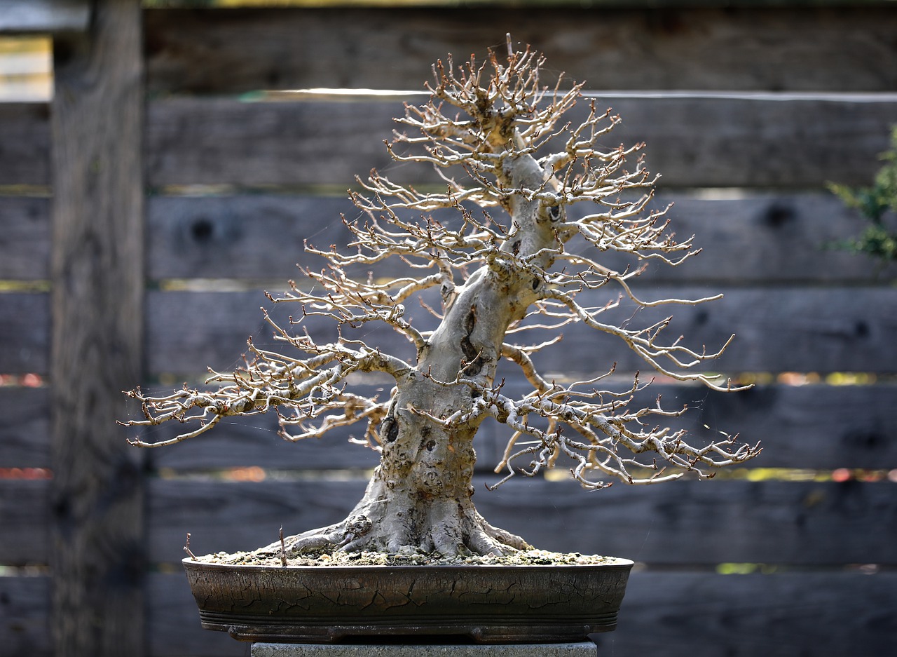 Bonsai Sycamore Plant Tree - ilyessuti / Pixabay