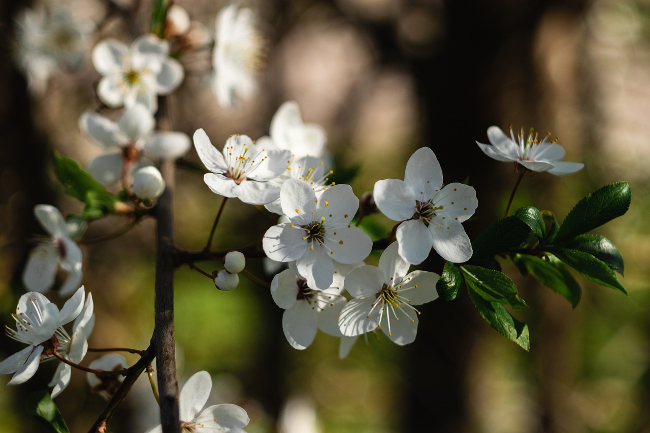 Cherry Blossoms Flowers Blossom  - __Tatius__ / Pixabay