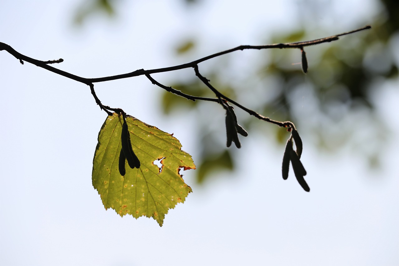 Hazelnut Leaf Botany Nature Branch  - GoranH / Pixabay