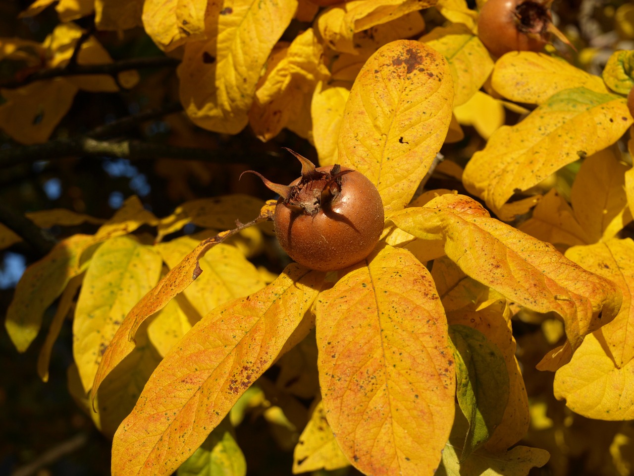 Medlar Fall Shrub Leaf Botany - ariesa66 / Pixabay