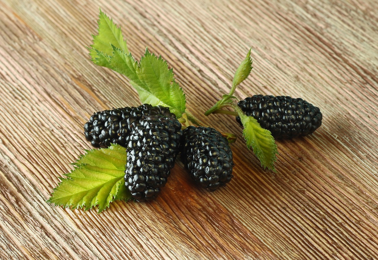 Mulberry Berries Fruit Leaves - unicase / Pixabay