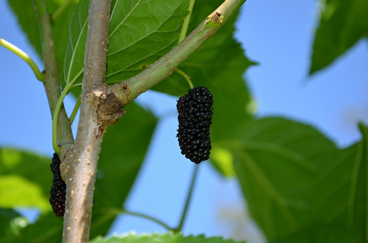 Mulberry Mulberries Fruit Berry  - valenciamarkyv69 / Pixabay
