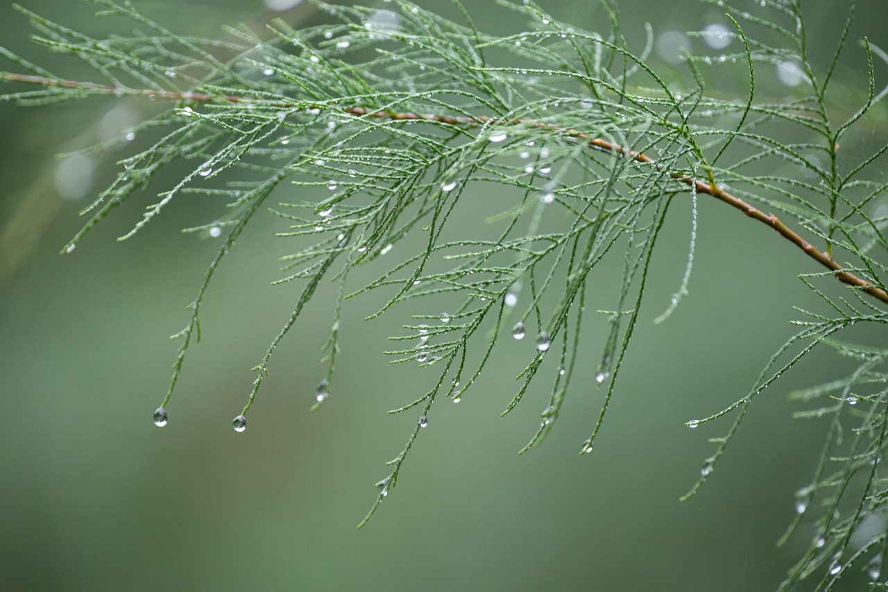 Tree Dew Dewdrop Raindrop Branch - wal_172619 / Pixabay