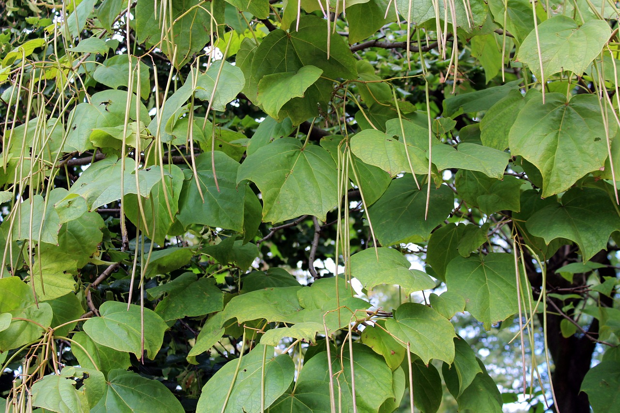Tree Surmia Katalpa Plant Nature - _Alicja_ / Pixabay