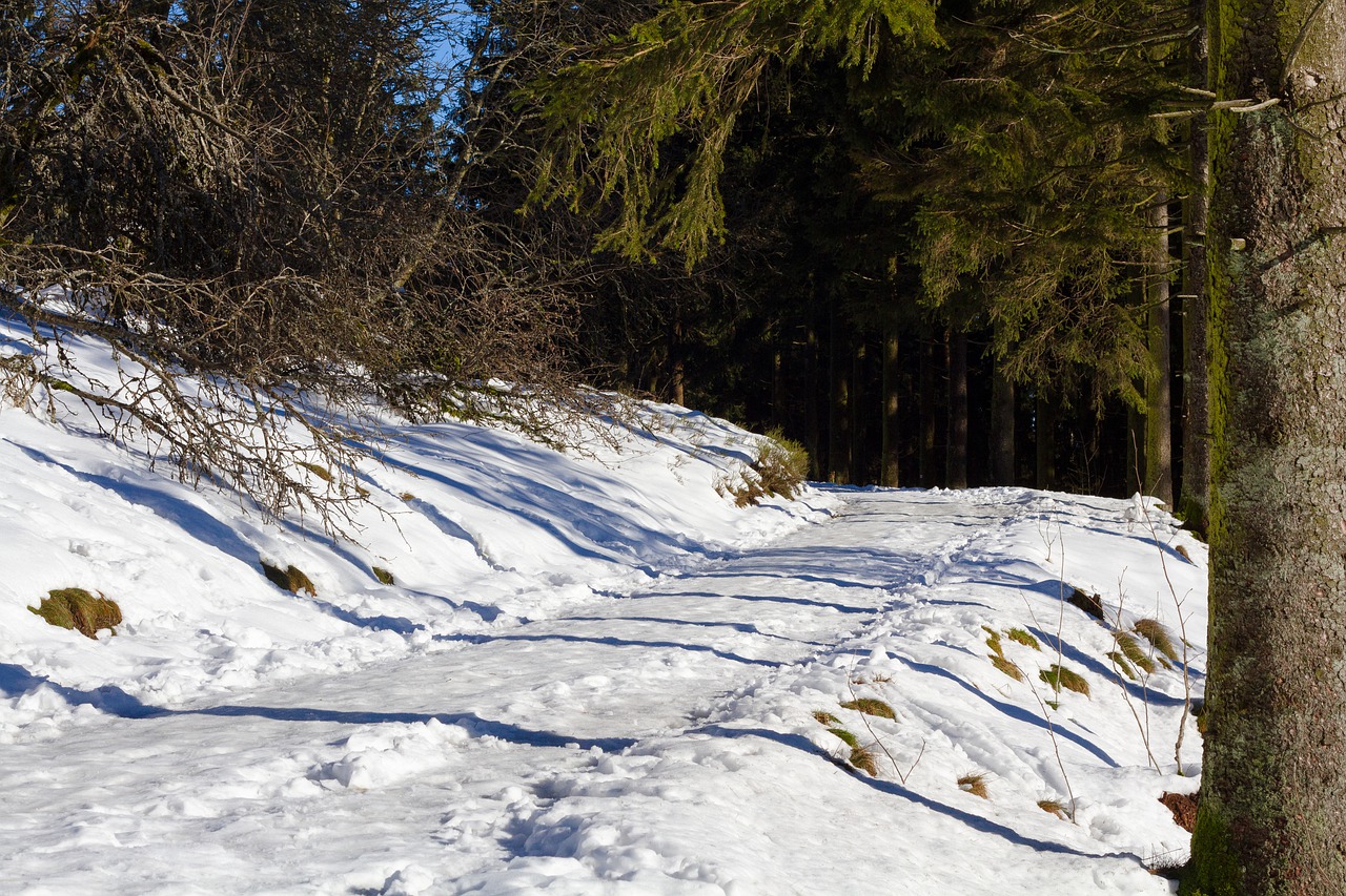 Forest Snow Winter Nature Outdoors  - yana_vakulina_89 / Pixabay