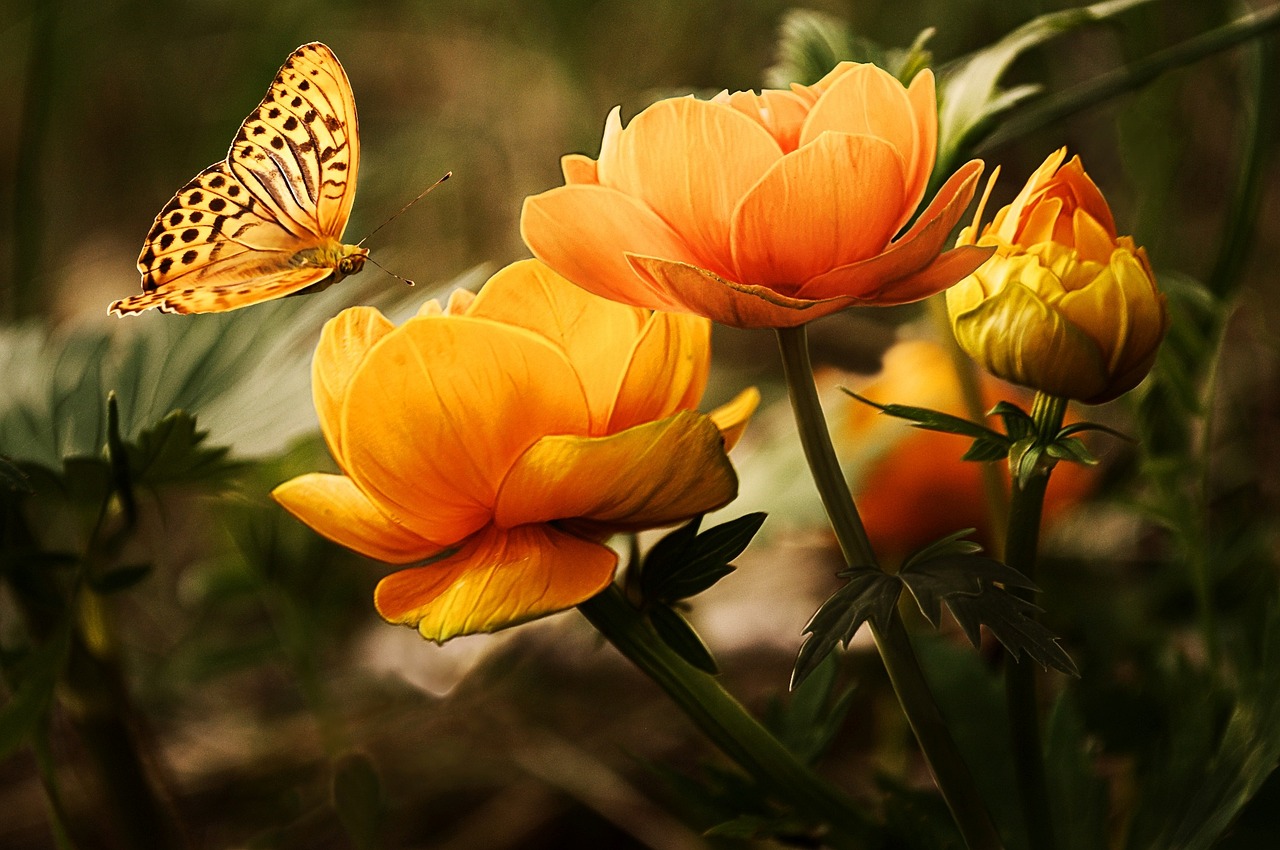 flowers, beautiful flowers, butterfly