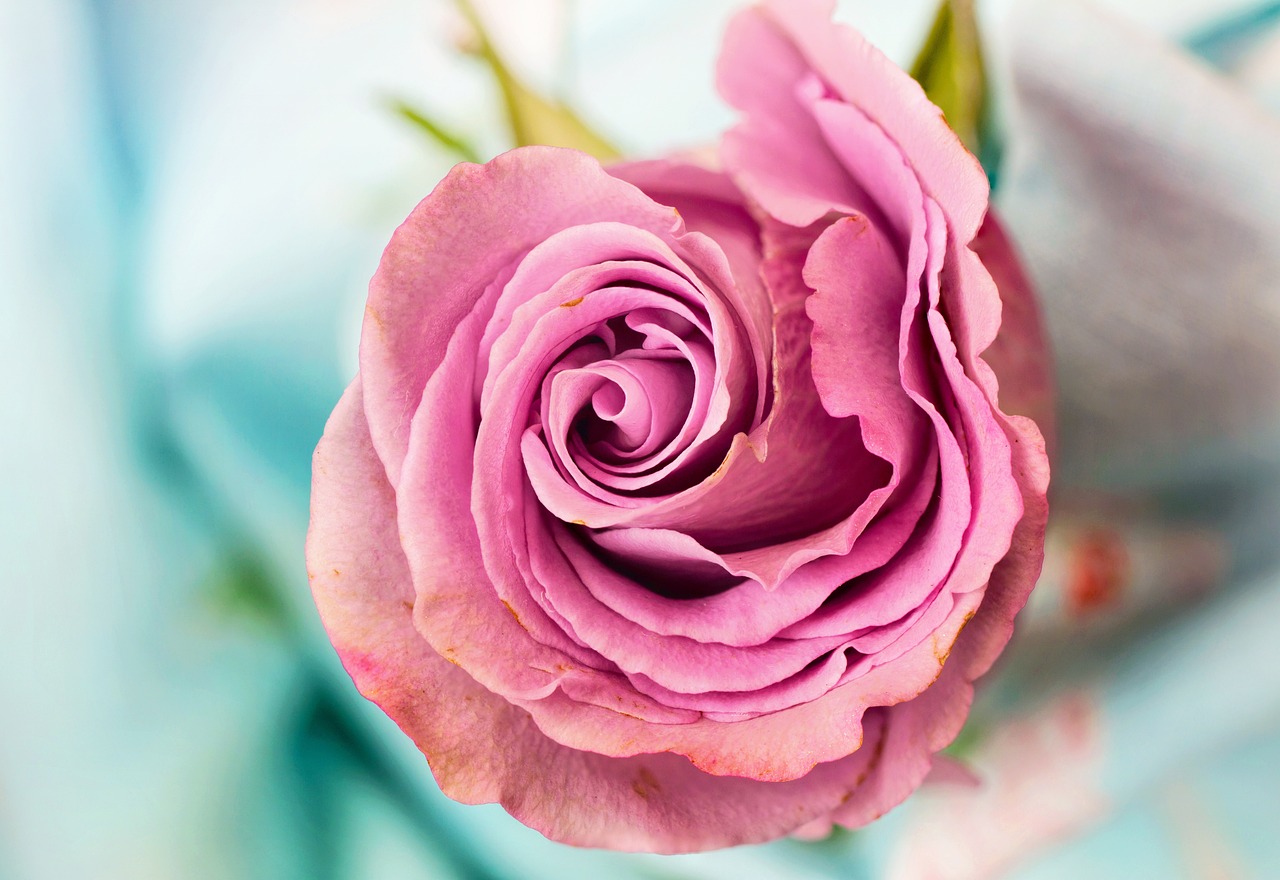 rose, beautiful flowers, flower wallpaper