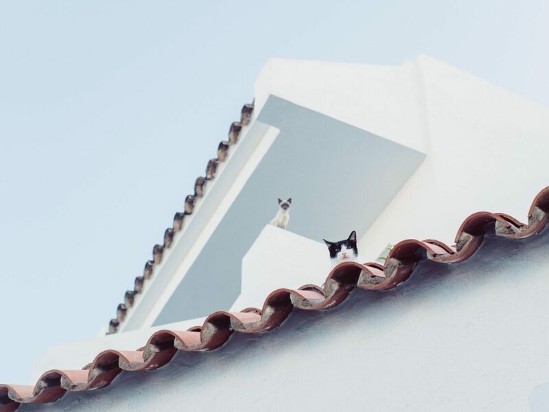 cat, nature, city, roof, look at, pet, watch, animal, animals, mallorca