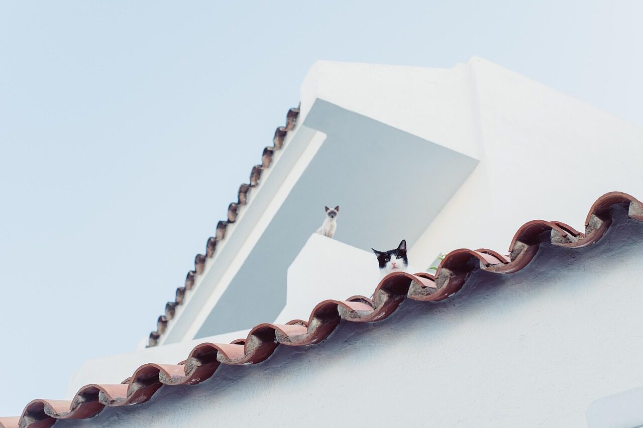 cat, nature, city, roof, look at, pet, watch, animal, animals, mallorca